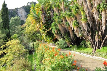 chemin avec des yuccas géants