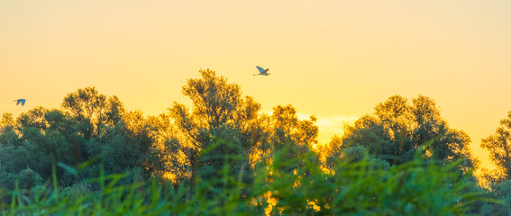 Egret flying over trees along a field with wild flowers at sunrise in an early summer morning under a blue sky, Almere, Flevoland, The Netherlands, July 31, 2020