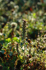 A racemose inflorescence of wild herbaceous plant Odontites vulgaris (Red Bartsia) in the field, close up, natural blurred background
