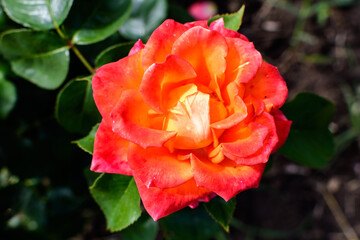 Fototapeta premium Close up of one delicate vivid red rose in full bloom and green leaves in a garden in a sunny summer day, beautiful outdoor floral background photographed with soft focus.