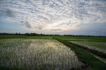 Landscape, green fields,. the rainy season in Thailand