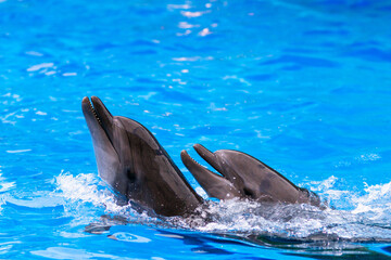 Dolphins are playing in the pool. Dolphinarium show