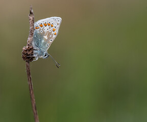 Common blue butterfly (Polyommatus icarus). Photo taken in Co Louth, Ireland.