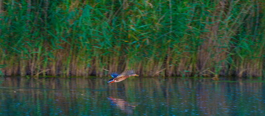 Obraz premium Duck flying over the edge of a lake with reed at sunrise in an early summer morning, Almere, Flevoland, The Netherlands, July 31, 2020