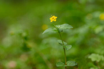 Fototapeta na wymiar Yellow Pimpernel - Lysimachia nemorum Damp Woodland Flower. Lysimachia nemorum, the yellow pimpernel, is a perennial flowering plant in the family Primulaceae.