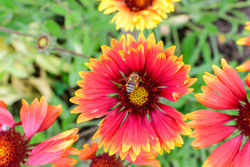 Top view of one vivid yellow and red Gaillardia flower, common name blanket flower,  and blurred green leaves in soft focus, in a garden in a sunny summer day, beautiful outdoor floral background.