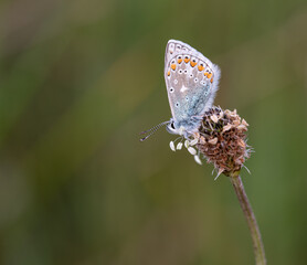 Common blue butterfly (Polyommatus icarus). Photo taken in Co Louth, Ireland.
