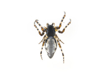silver spider isolated on white background, Cyclosa argenteoalba