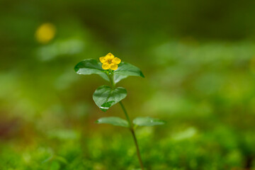 Fototapeta premium Yellow Pimpernel - Lysimachia nemorum Damp Woodland Flower. Lysimachia nemorum, the yellow pimpernel, is a perennial flowering plant in the family Primulaceae.