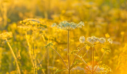 Colorful wild flowers in a bright field at sunrise in an early summer morning under a blue sky, Almere, Flevoland, The Netherlands, July 31, 2020