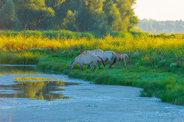 Horses along the edge of a lake with reed and colorful wild flowers at sunrise in an early summer morning under a blue sky, Almere, Flevoland, The Netherlands, July 31, 2020 © Naj