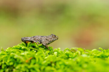 The yellow-bellied toad (Bombina variegata) belongs to the order Anura, the archaeobatrachial family Bombinatoridae. The yellow-bellied toad (Bombina variegata) on the green moss.