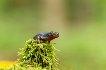 The alpine newt (Ichthyosaura alpestris) is a species of newt native to continental Europe. Closeup photo of mature male European alpine newt Ichthyosaura alpestris (Amphibia; Urodela; Salamandridae)