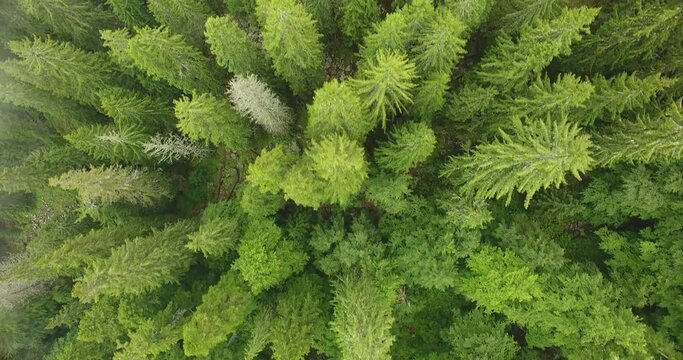 Beautiful view above a pine forest ,drone footage