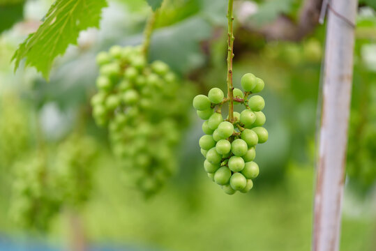 Young fruits of the grape, on the branch