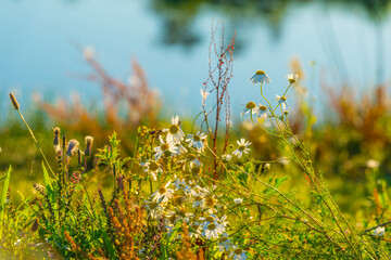 The edge of a lake with reed and colorful wild flowers at sunrise in an early summer morning under a blue sky, Almere, Flevoland, The Netherlands, July 31, 2020