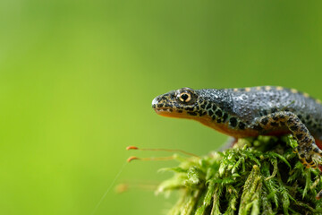 The alpine newt (Ichthyosaura alpestris) is a species of newt native to continental Europe. Closeup photo of mature male European alpine newt Ichthyosaura alpestris (Amphibia; Urodela; Salamandridae)