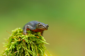 The alpine newt (Ichthyosaura alpestris) is a species of newt native to continental Europe. Closeup photo of mature male European alpine newt Ichthyosaura alpestris (Amphibia; Urodela; Salamandridae)