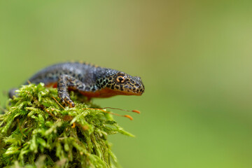 The alpine newt (Ichthyosaura alpestris) is a species of newt native to continental Europe. Closeup photo of mature male European alpine newt Ichthyosaura alpestris (Amphibia; Urodela; Salamandridae)