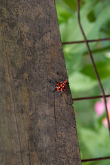 spotted lanternfly nymph 8380 MO 072020