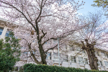 Cherry blossom season on spring at Omura Park in Omura, Nagasaki, Japan