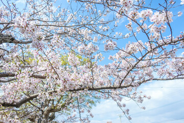Cherry blossom season on spring at Omura Park in Omura, Nagasaki, Japan