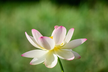 Delicate vivid pink and white water lily flowers (Nymphaeaceae) in full bloom and green leaves on a water surface in a summer garden, beautiful outdoor floral background photographed with soft focus.