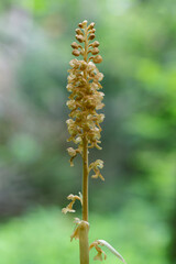 Neottia nidus-avis, the bird's-nest orchid, is a non-photosynthetic orchid, native to Europe. Wild orchids (Neottia nidus-avis).