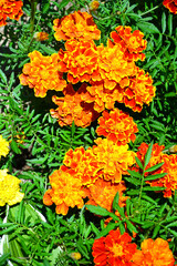 Marigold. Flowers and flowering shrubs in the garden design. Beautiful summer landscape on a summer day.