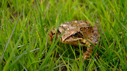 Brown frog jumping in a luxuriant wet grass.