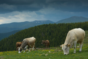 Cows at a high altitude