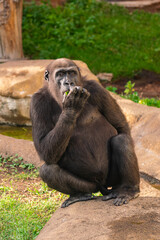Female Western Lowland Gorilla sitting on a rock