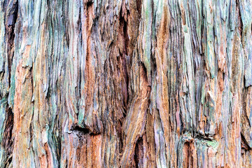 Texture of a large tree trunk, close up of bark. Redwood tree in Rotorua, New Zealand.