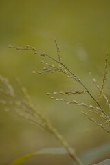 dew on grass, grass in the wind, field grass in monsoon season, wild grass grown in field