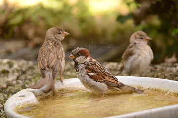 Spatzen und Sperlinge beim Wasserbad