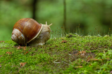 Big snail in shell crawling on road, summer day. Helix pomatia, common names the Roman snail, Burgundy snail, edible snail or escargot, is a species in the family Helicidae.