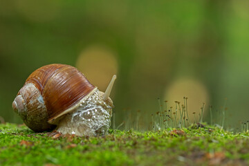 Big snail in shell crawling on road, summer day. Helix pomatia, common names the Roman snail, Burgundy snail, edible snail or escargot, is a species in the family Helicidae.