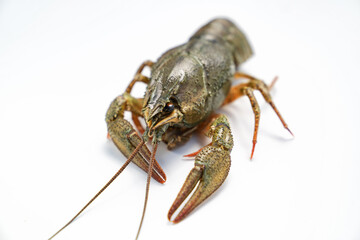 river lobster or crayfish on white background