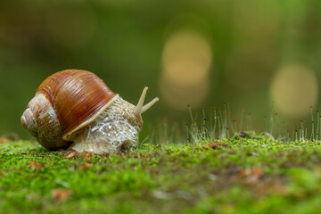 Big snail in shell crawling on road, summer day. Helix pomatia, common names the Roman snail, Burgundy snail, edible snail or escargot, is a species in the family Helicidae.