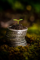 Green Sprout on top of stack of euro coins on moss
