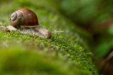 Big snail in shell crawling on road, summer day. Helix pomatia, common names the Roman snail, Burgundy snail, edible snail or escargot, is a species in the family Helicidae.