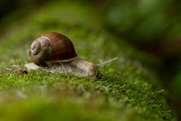 Big snail in shell crawling on road, summer day. Helix pomatia, common names the Roman snail, Burgundy snail, edible snail or escargot, is a species in the family Helicidae.
