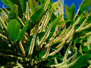 Kwiatostany Kasztana jadalnego (Castanea sativa Mill.) © JDziedzic
