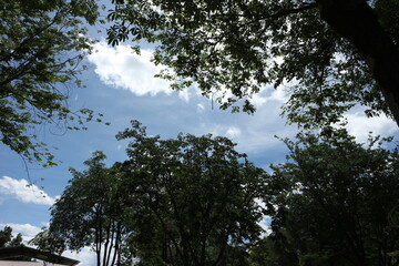 trees and sky in the forest