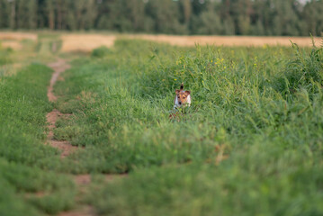 Jack Russell Terrier runs in the grass across the field.