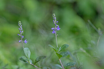 Blue flower Veronica officinalis is a perennial medicinal plant of the family Plantaginaceae. Heath speedwell (Veronica officinalis), or common gypsyweed, Pauls betony, medicinal plant. 
