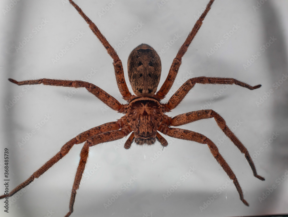 Wall mural macro photography of a large huntsman spider caught in my sons bedroom on the wall in sydney austral