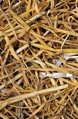 Trimmed the dried stems of garlic as background