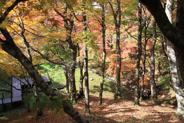 秋　紅葉　もみじ　庭園　葉　かえで　庭