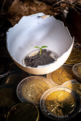 Green Sprout on top of stack of euro coins inside a hatched egg shell